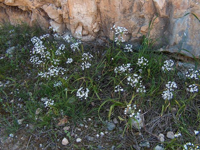 Ornithogalum umbellatum